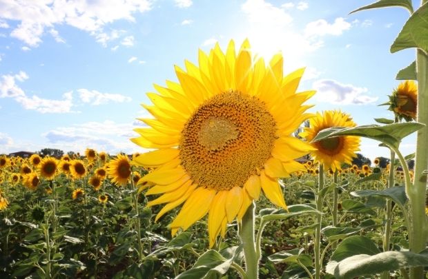 Levedura oleaginosa pode abrir caminho para óleos microbianos usados na produção de biodiesel